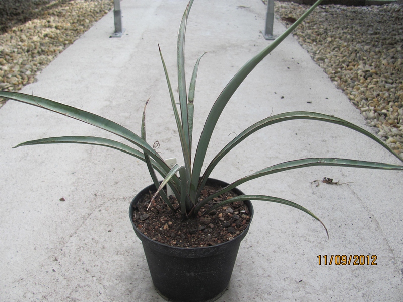 Yucca torreyi 70/80cm - BIO